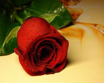 Айсылу Тугушева