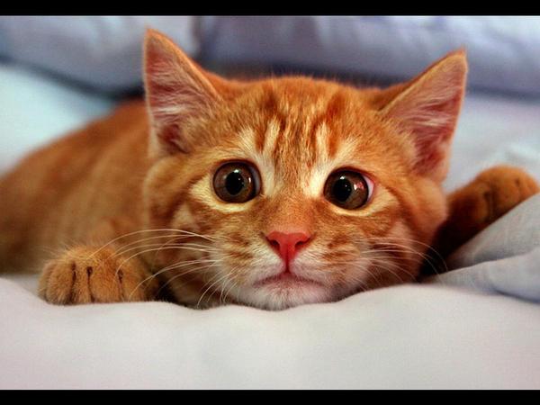 Анжелика Берёзкина