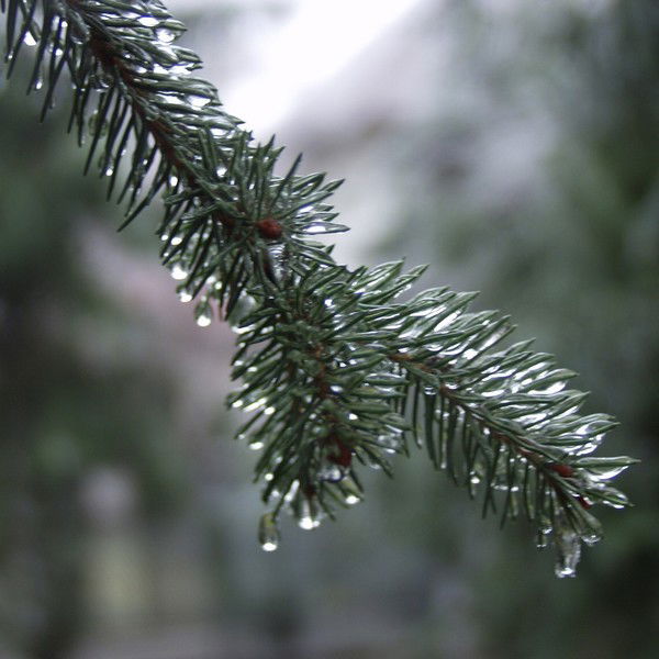 Игорь Шуньков