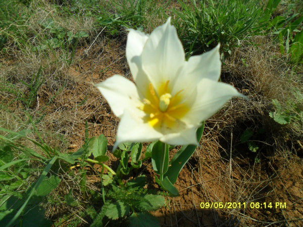 Виолетта Илигенова