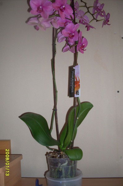 Ирина Капитонова