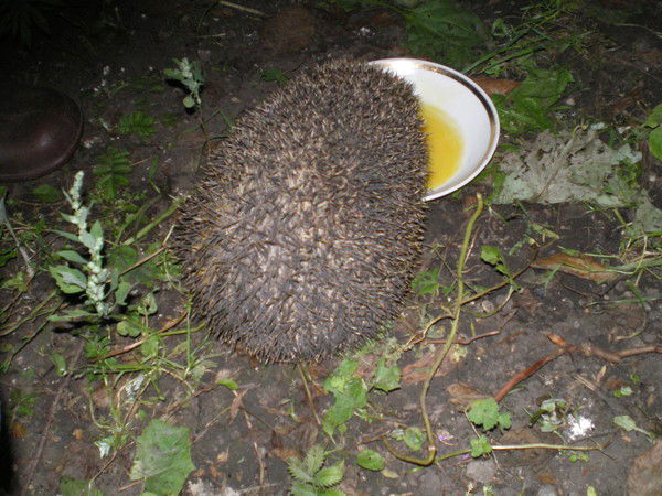 Ирина Мишагина