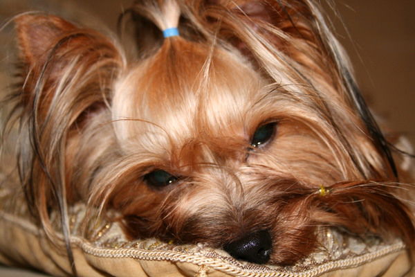 Игорь Еремеев