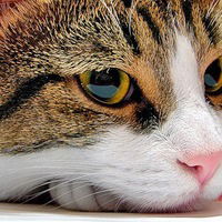 Настя Абрамова