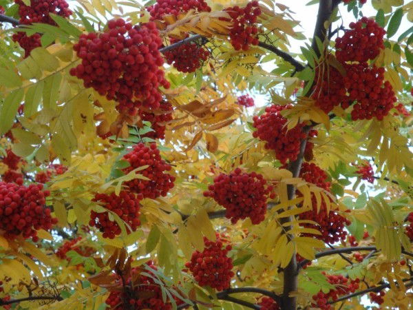 Татьяна Козлова