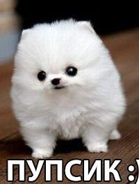 Лиза Адамская