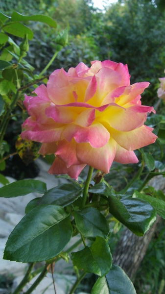 Ольга Любинская