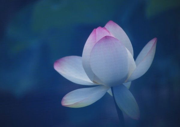 Елена Шишебарова