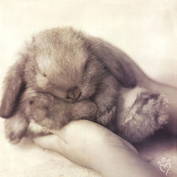 Дарина Павлова