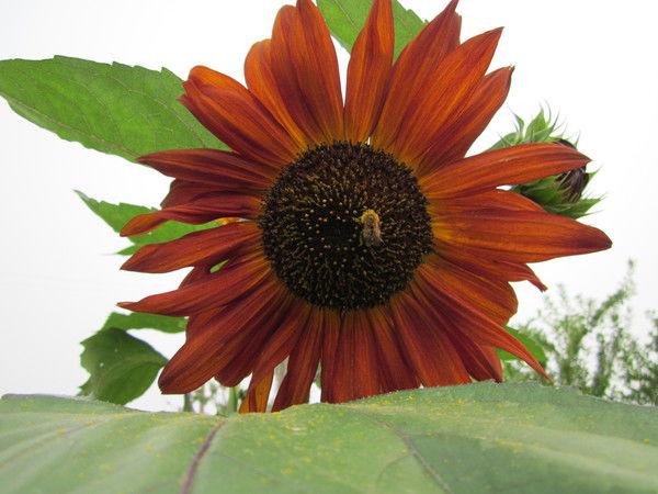 Ольга Курносова