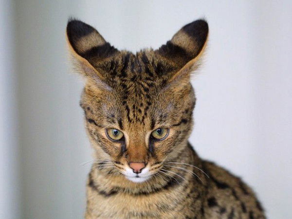 Аристарх Хинштейн