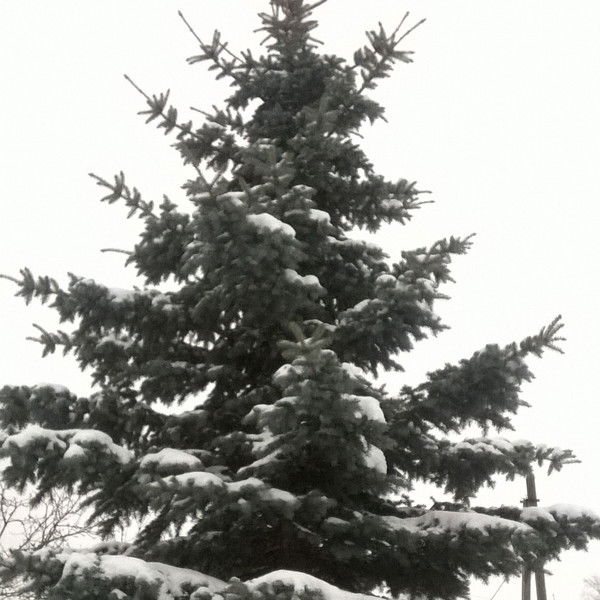 Сергей Журавлев