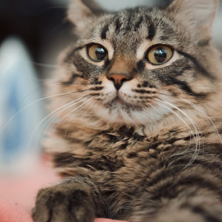 Вера Воронцова