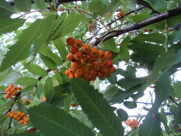 Елена Матвеева