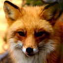 Dinara ***