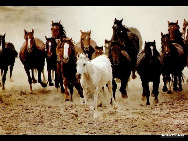 Айдана Жаксылыкова