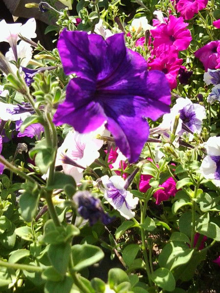 Татьяна Домме