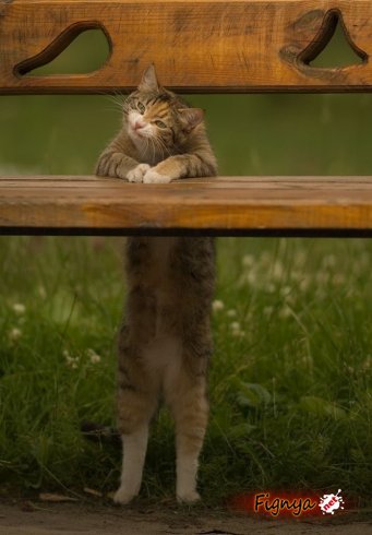 Вася Васильев