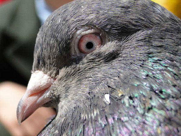 Алексей Передельский