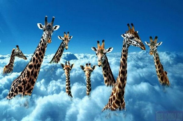 Виктория Пузаткова