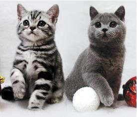 Питомник Породистых Кошек