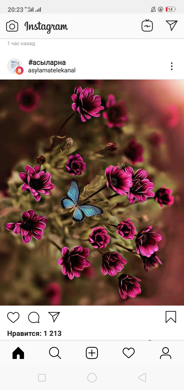 Райна Жанай