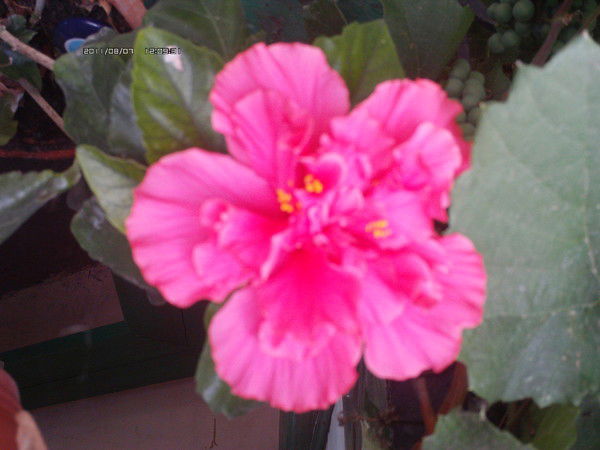 Людмила Тонкопий