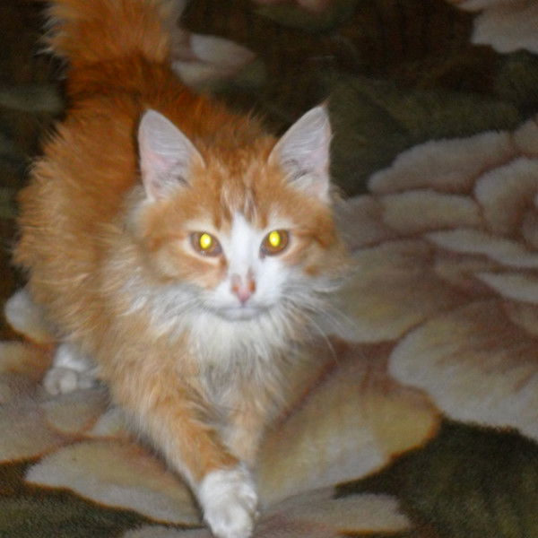 Юлия Ильященко