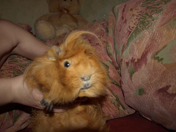 Денис Дубасов