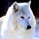 * *lostra*