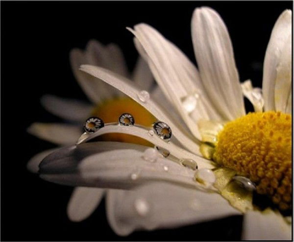 Эльвира Шарафиева