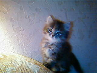 Наташа Черных