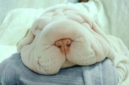 Алексей Лаптев