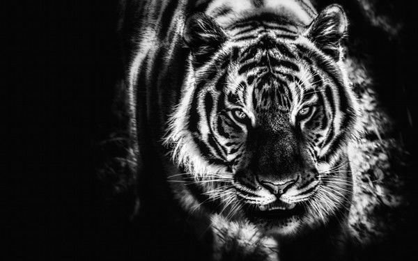 Мустафа Боранбаев