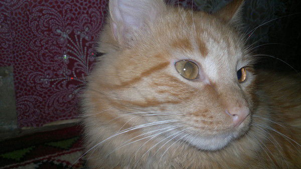 Руслан Бочков