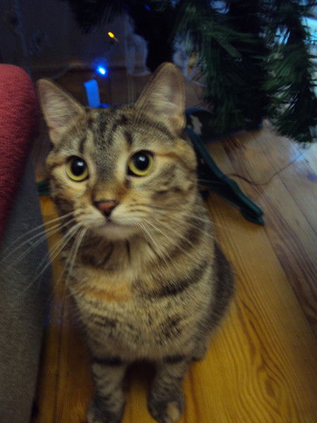 Светлана Светличная