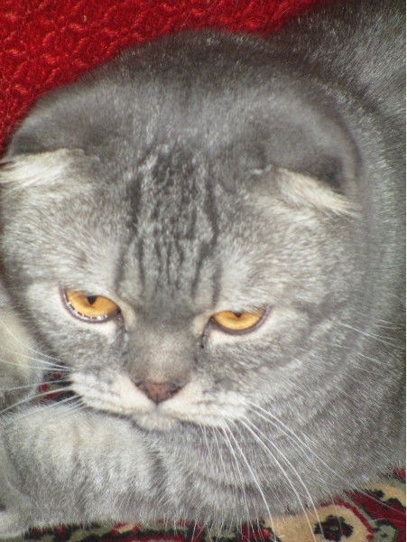 Наталья Лисицына