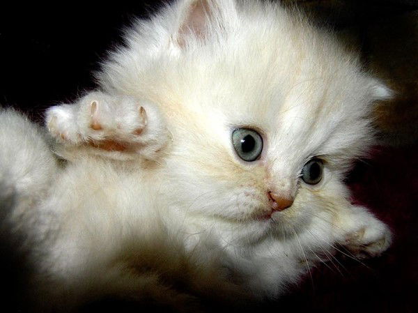 Алёнка Балабардина