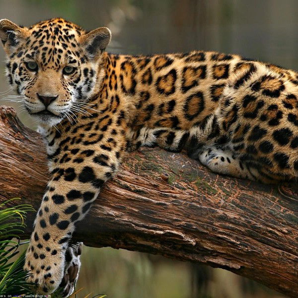 Екатерина Коровкина