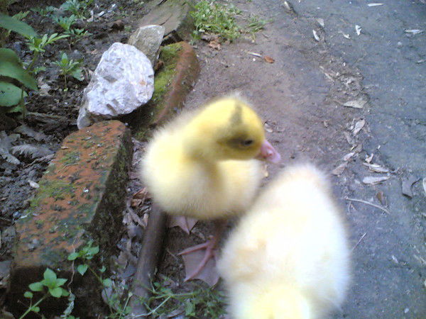 Евгений Лекомцев