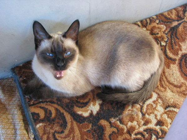 Ирина Ирина