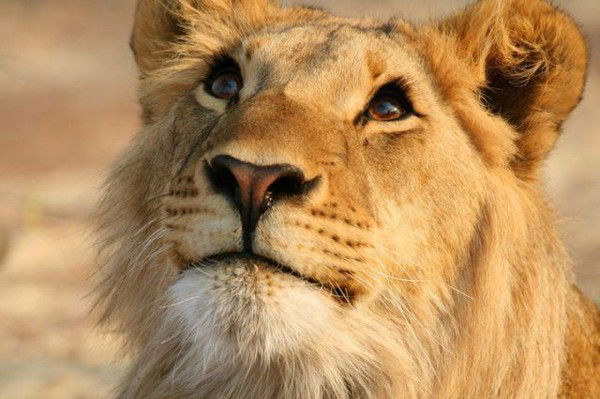 Жанна Жанна