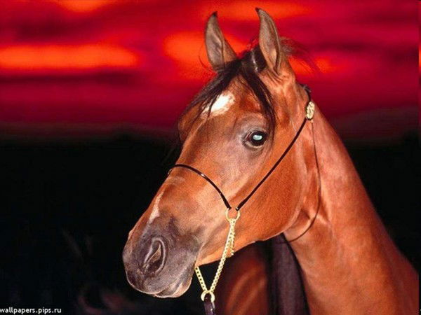 Улугбек Тожиев