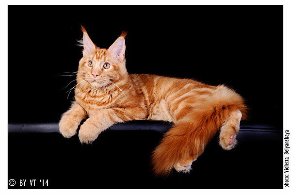 Неизвестно Неизвестно