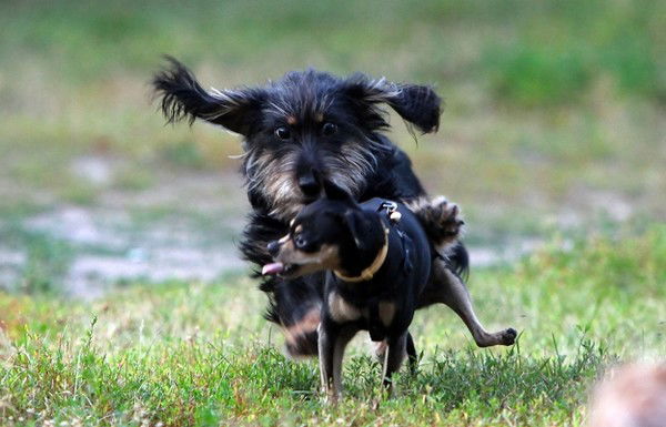 Дмитрий Краснов