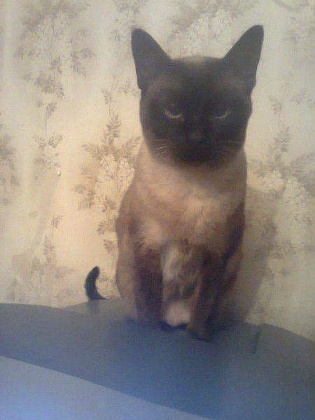 Ирина Стельмаховская