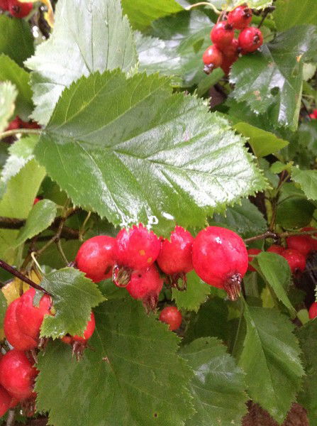 Ирина Котляр