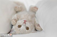 Катя Быкова