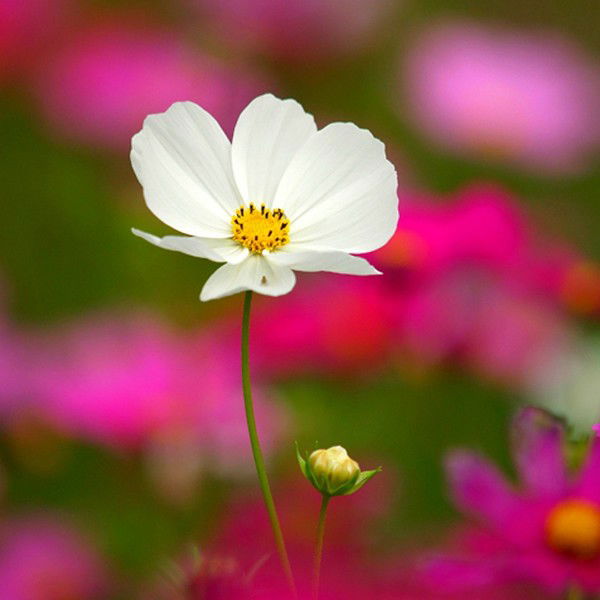 Екатерина Карачева