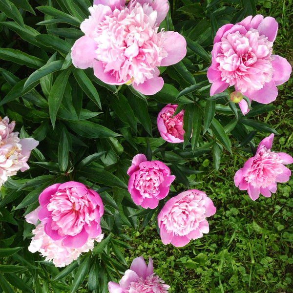 Оксана Леонова